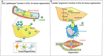 Endothelial Cell: Lactate Metabolic Player in Organ Regeneration